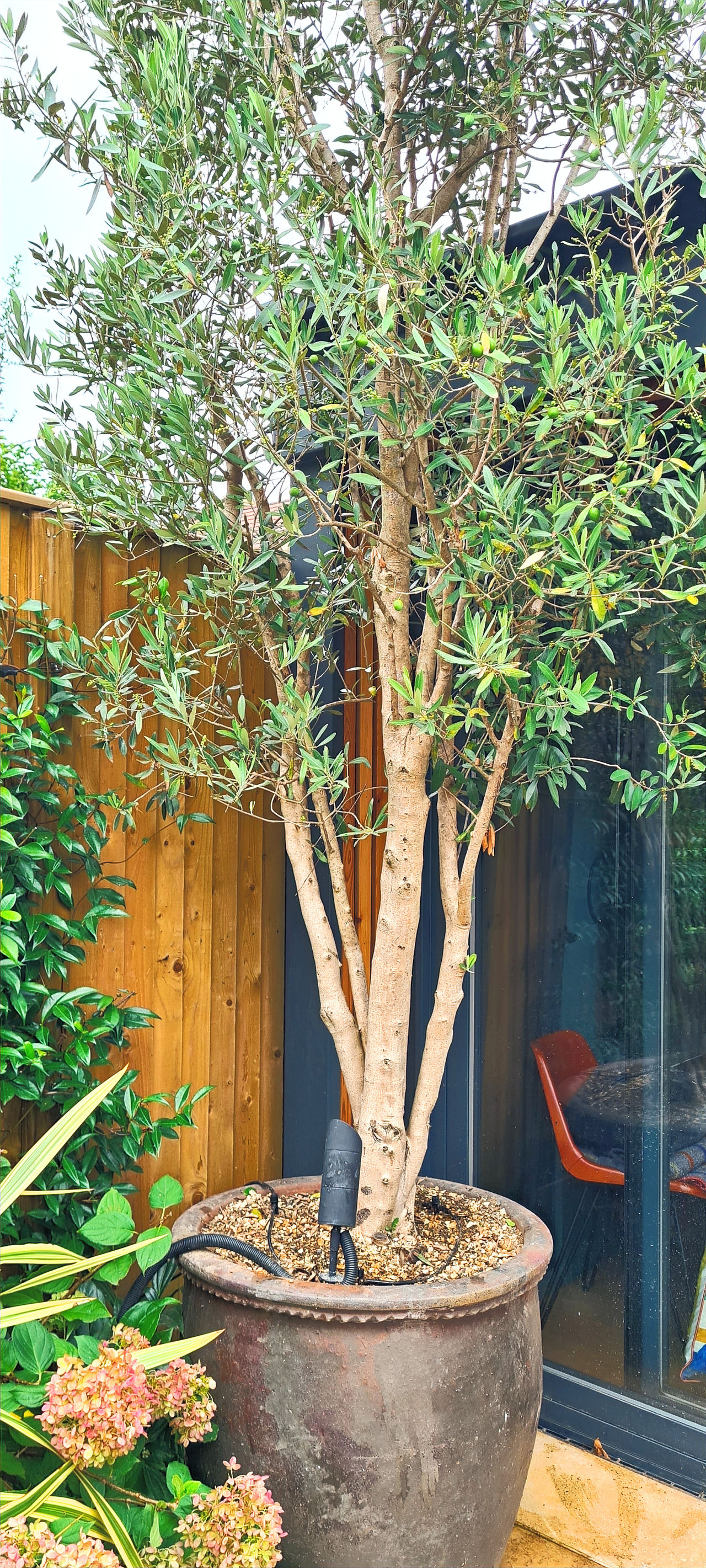 Olive tree focal point