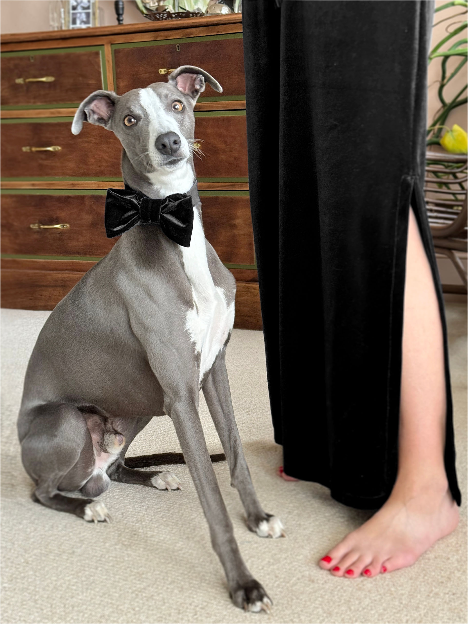 Christmas gift for pet, pet owner - smart formal velvet dog bow tie black