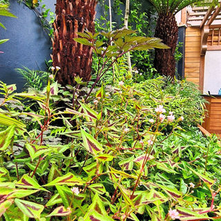 Year round verdant borders under the tree fern