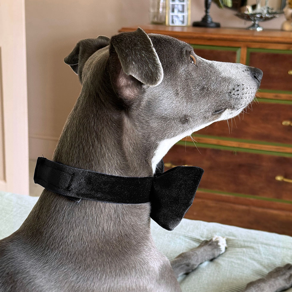 Thumbnail: VELVET PET BOW TIE | Dog Cat Pet Bow Tie Collar in Black Velvet