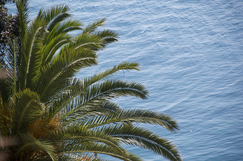Palm tree fronds in foreground with a serene blue sea in the background, Nice, France. Sunlight casts subtle shadows, creating a peaceful tropical vibe.