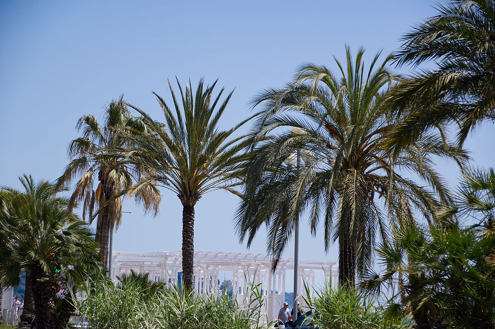Famous palms of the Promenade des Anglais, Nice, France. Shady palms against a bright blue sky overlooking white soleil-brise structures