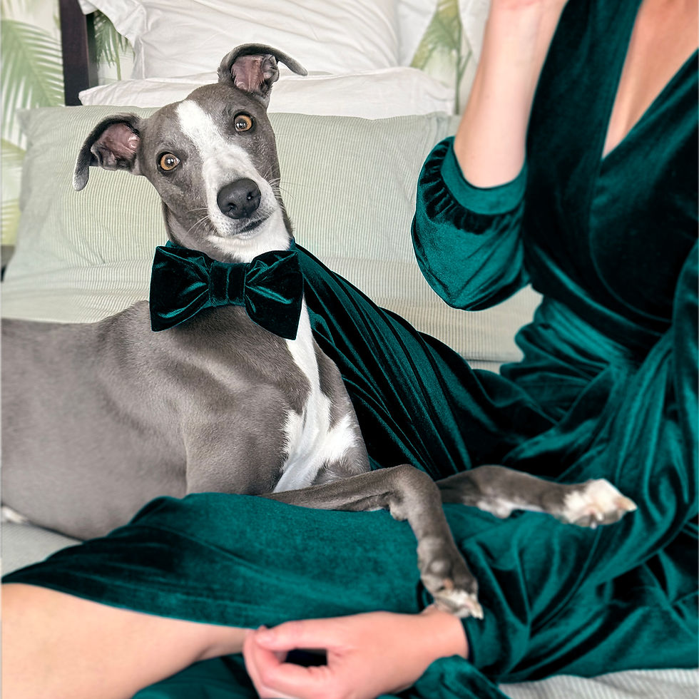 Dog with a green velvet bow tie lounges on a person's lap, both in velvet attire. Background has subtle green and white tones.