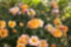 Flower Carpet® Amber Groundcover Rose from Monrovia
