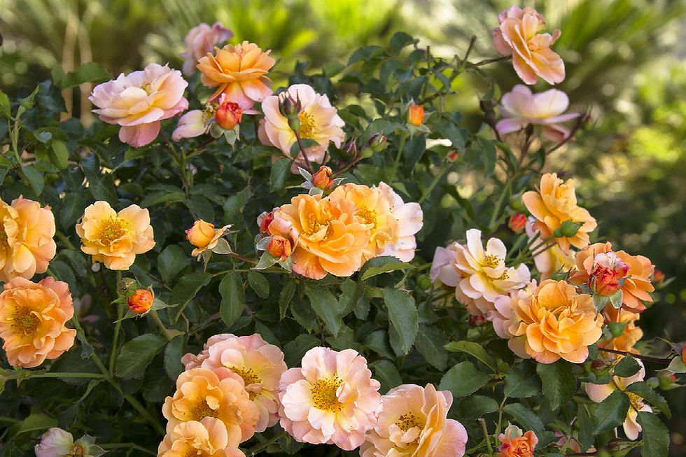 Flower Carpet® Amber Groundcover Rose from Monrovia