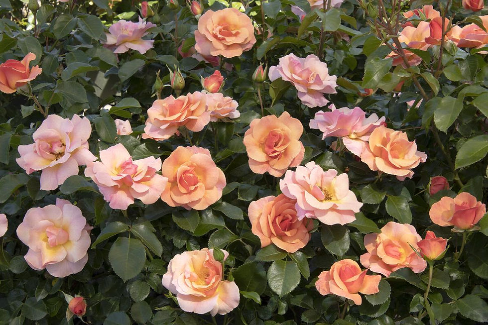 Monrovia Nitty Gritty Peach Rose