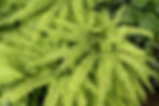 American Maidenhair Fern - Monrovia