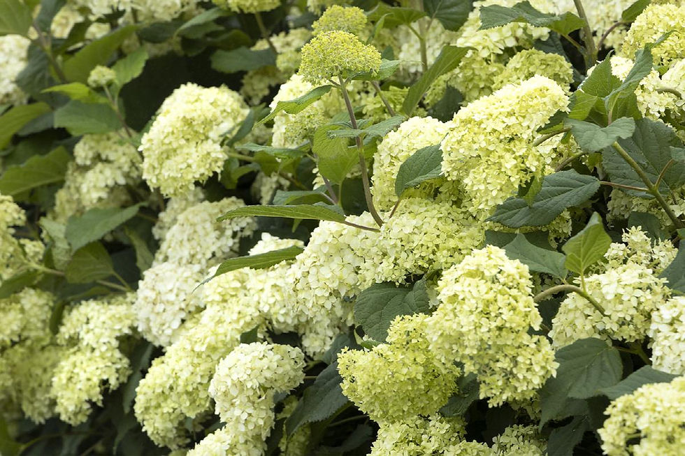 Seaside Serenade® Bar Harbor Hydrangea from Monrovia