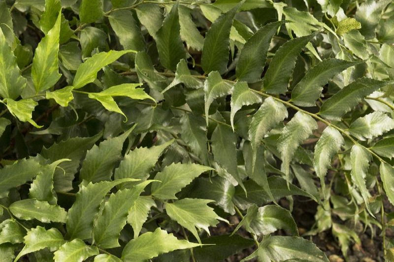 Holly Fern - Monrovia