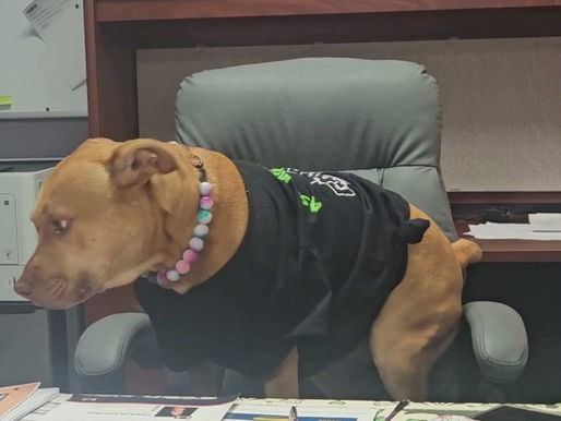 Dog on a chair