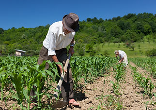 BZ Farmer.jpeg