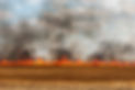 WheatFire_Lead.jpg