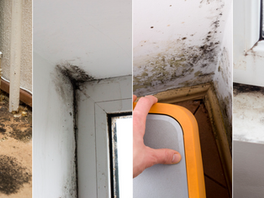 Unmasking the Silent Invader: Mold in Your Home