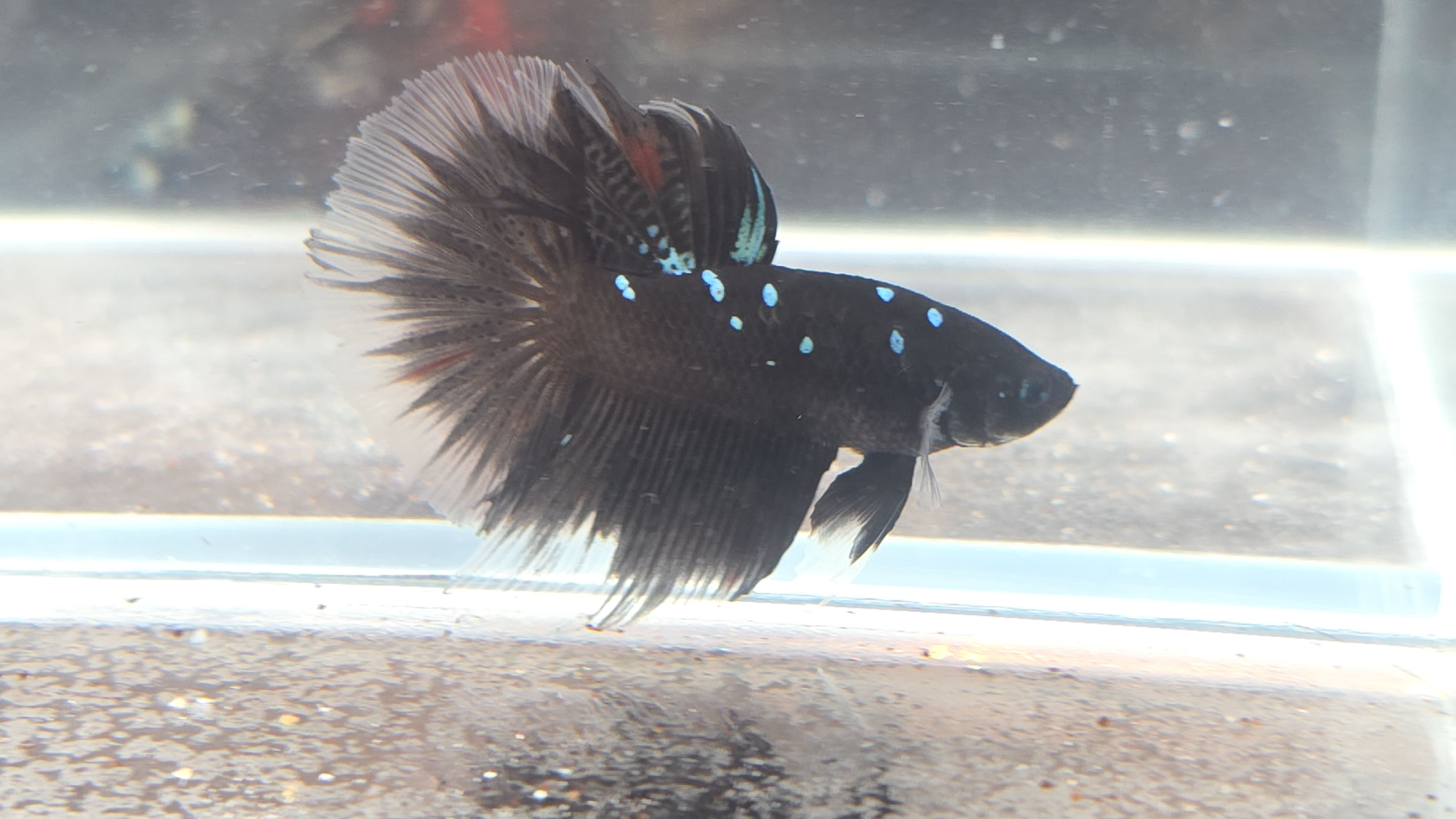 Blue Avatar Super Delta Male #3