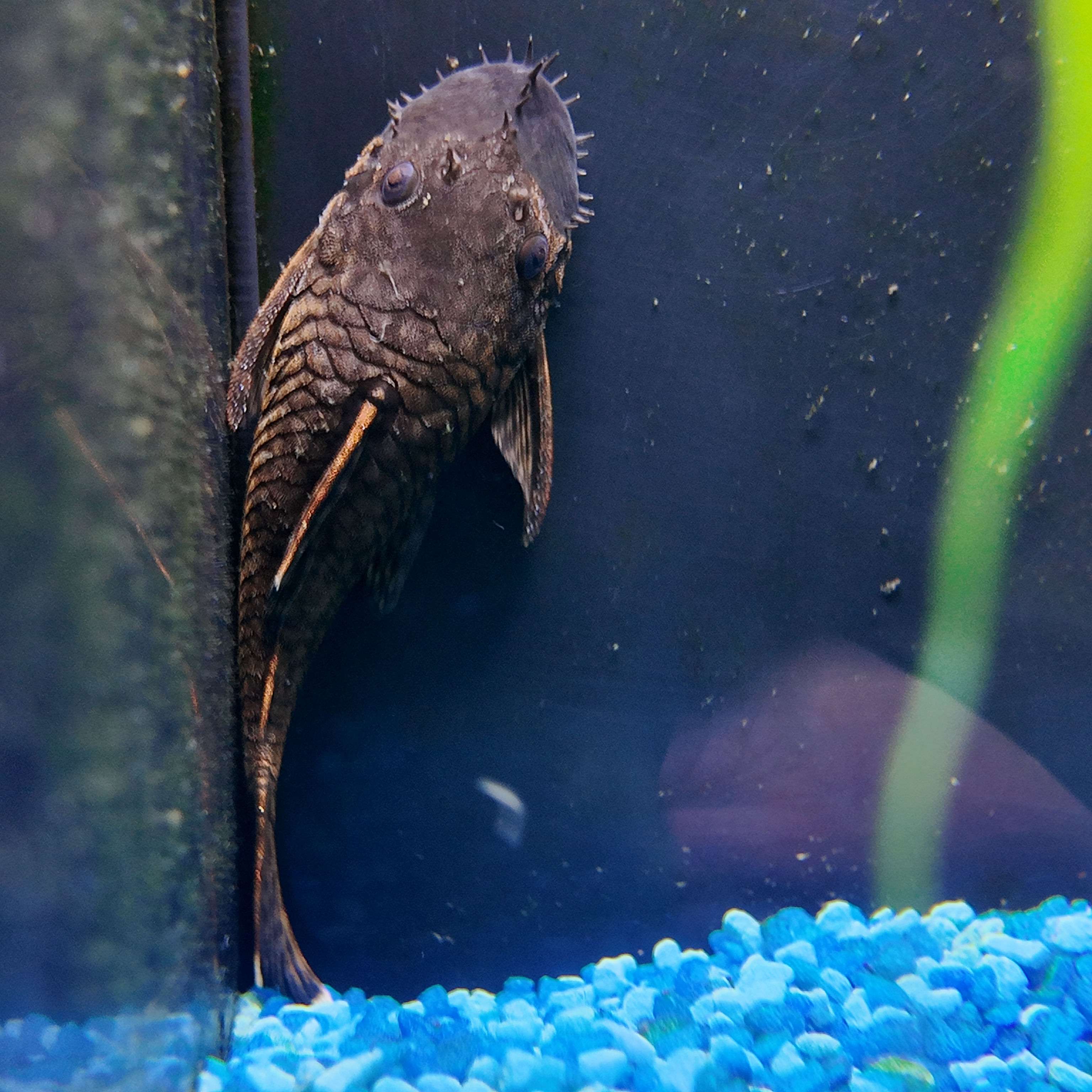 Bristlenose Plec LDA72 #1