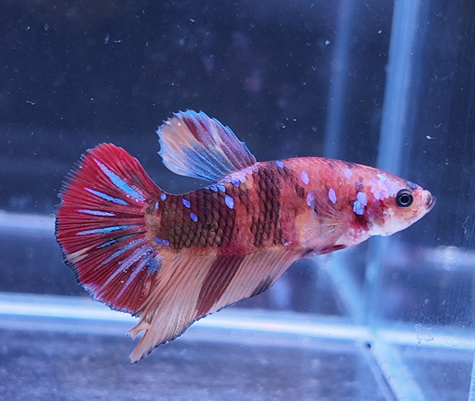 Koi Nemo Halfmoon Plakat Male #2