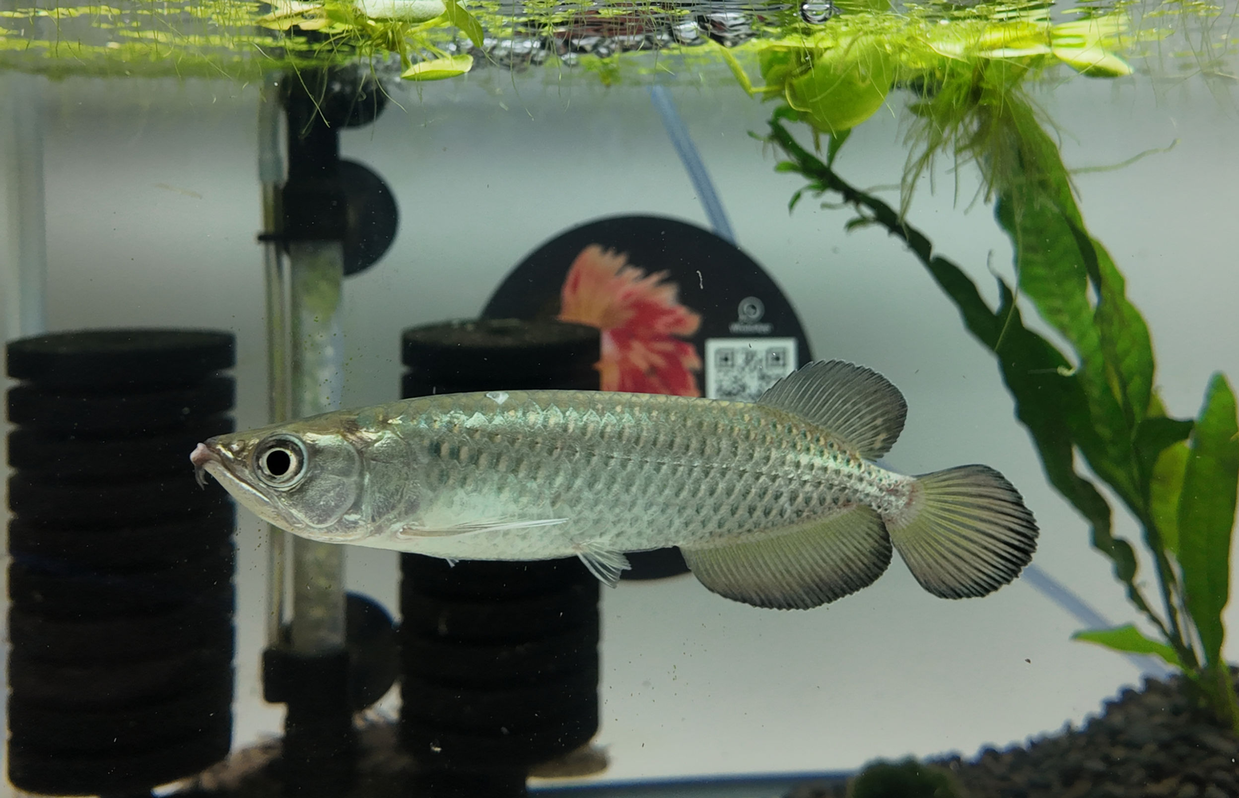 Pearl Jardini Arowana #1