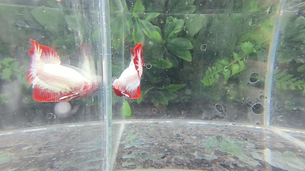 Thumbnail: Snow White Red Fin Dragon HMPK Male #1