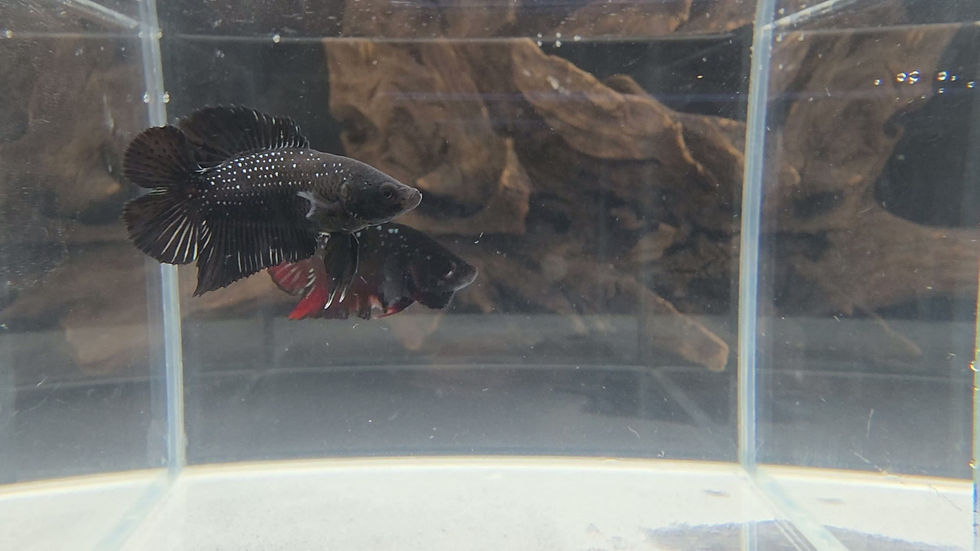Thumbnail: Copper Avatar Doubletail Male #1 (RARE)