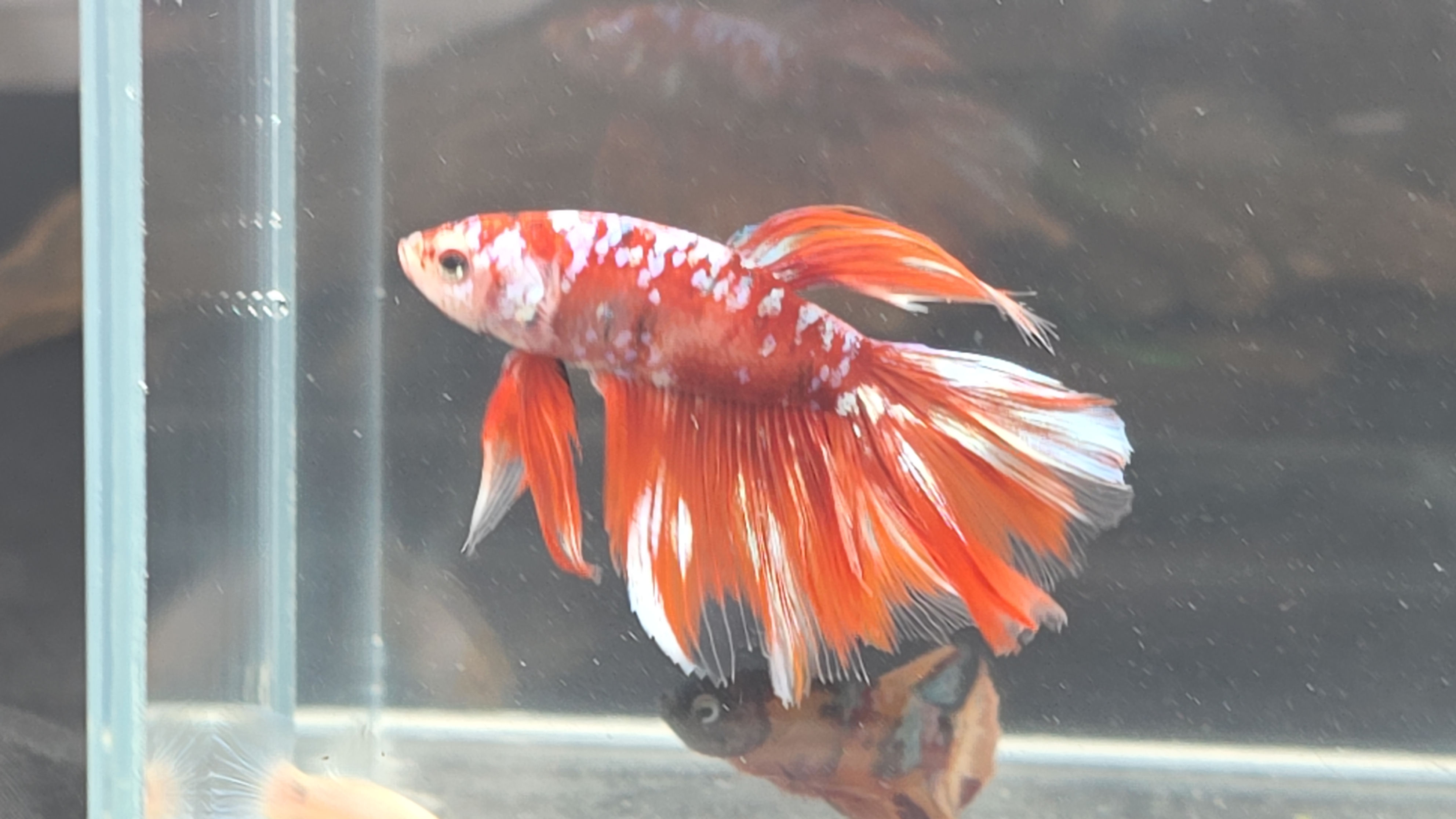 Red Gold Galaxy Super Delta Male #1