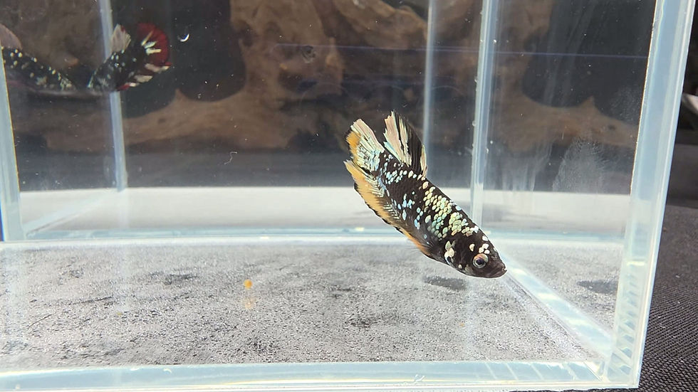 Thumbnail: Copper Avatar Halfmoon Plakat Male #2 (Competition Grade)