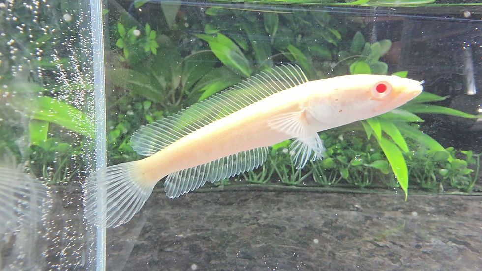 Thumbnail: Channa Striata Albino #2