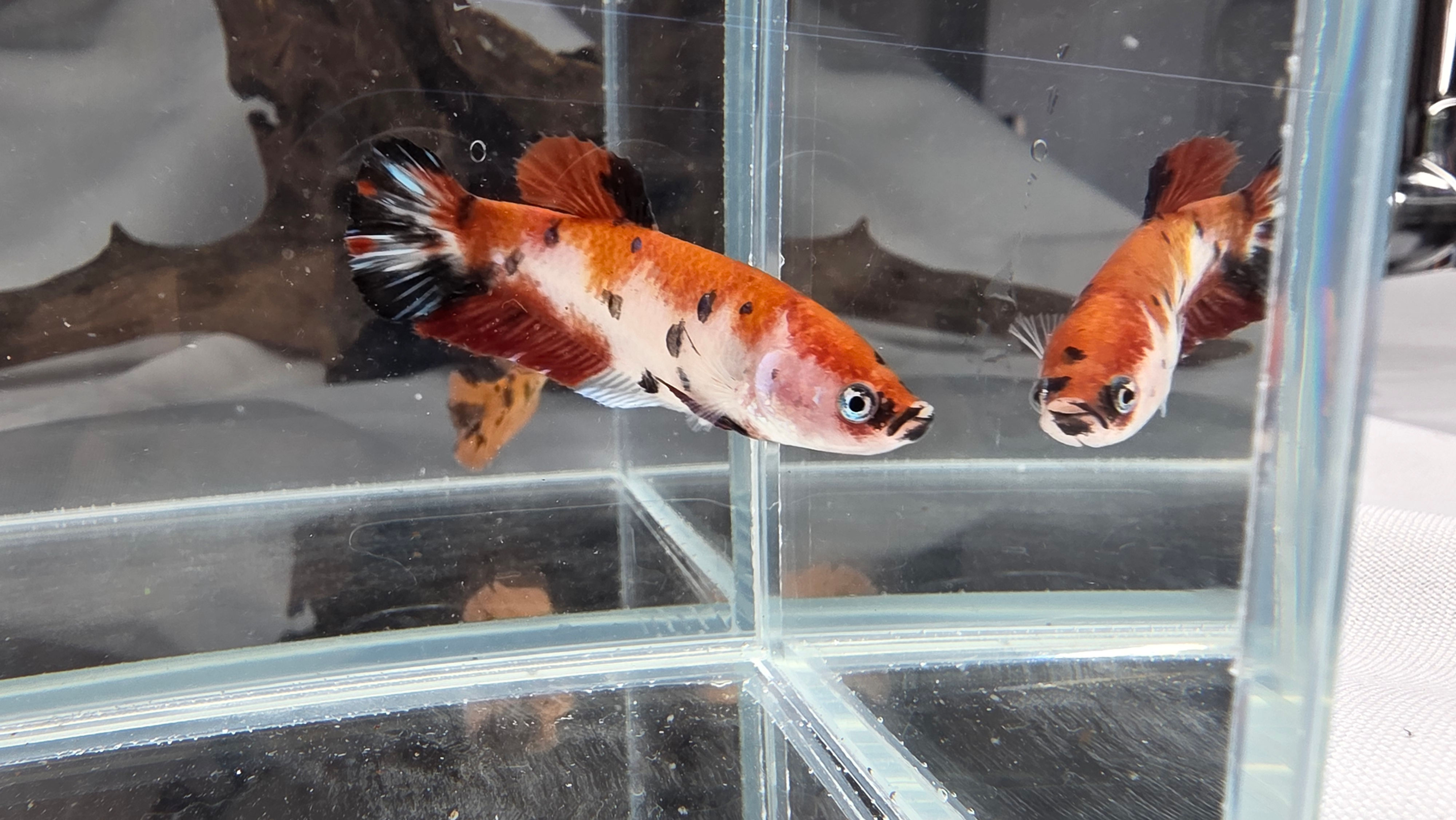 Giant koi Halfmoon Plakat Female A Grade XL #3