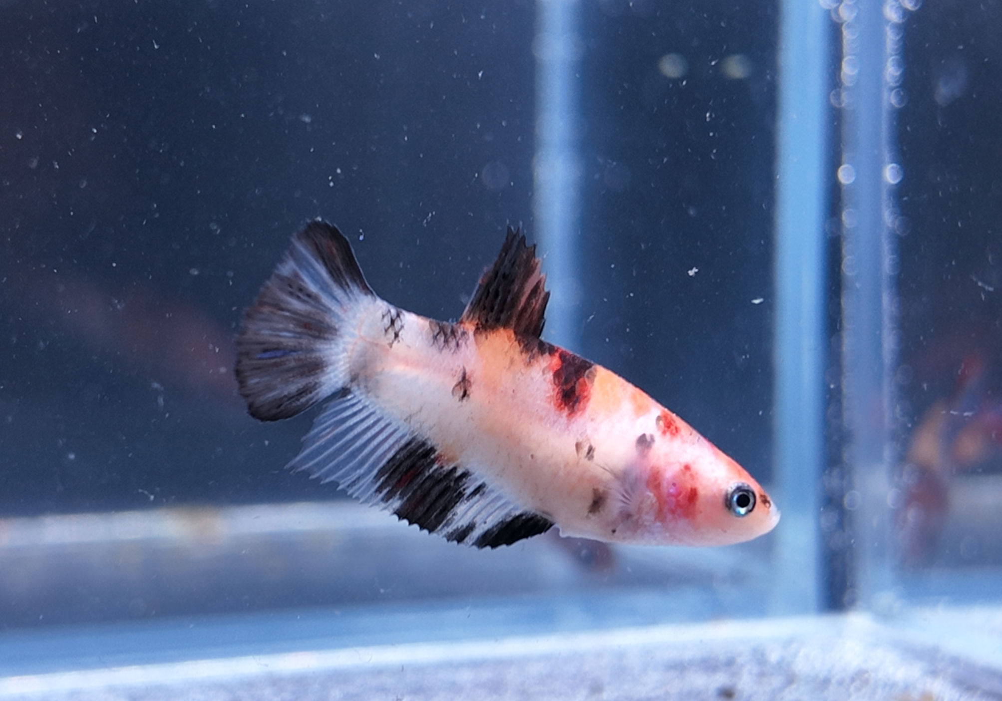 Koi Candy Plakat Female #13