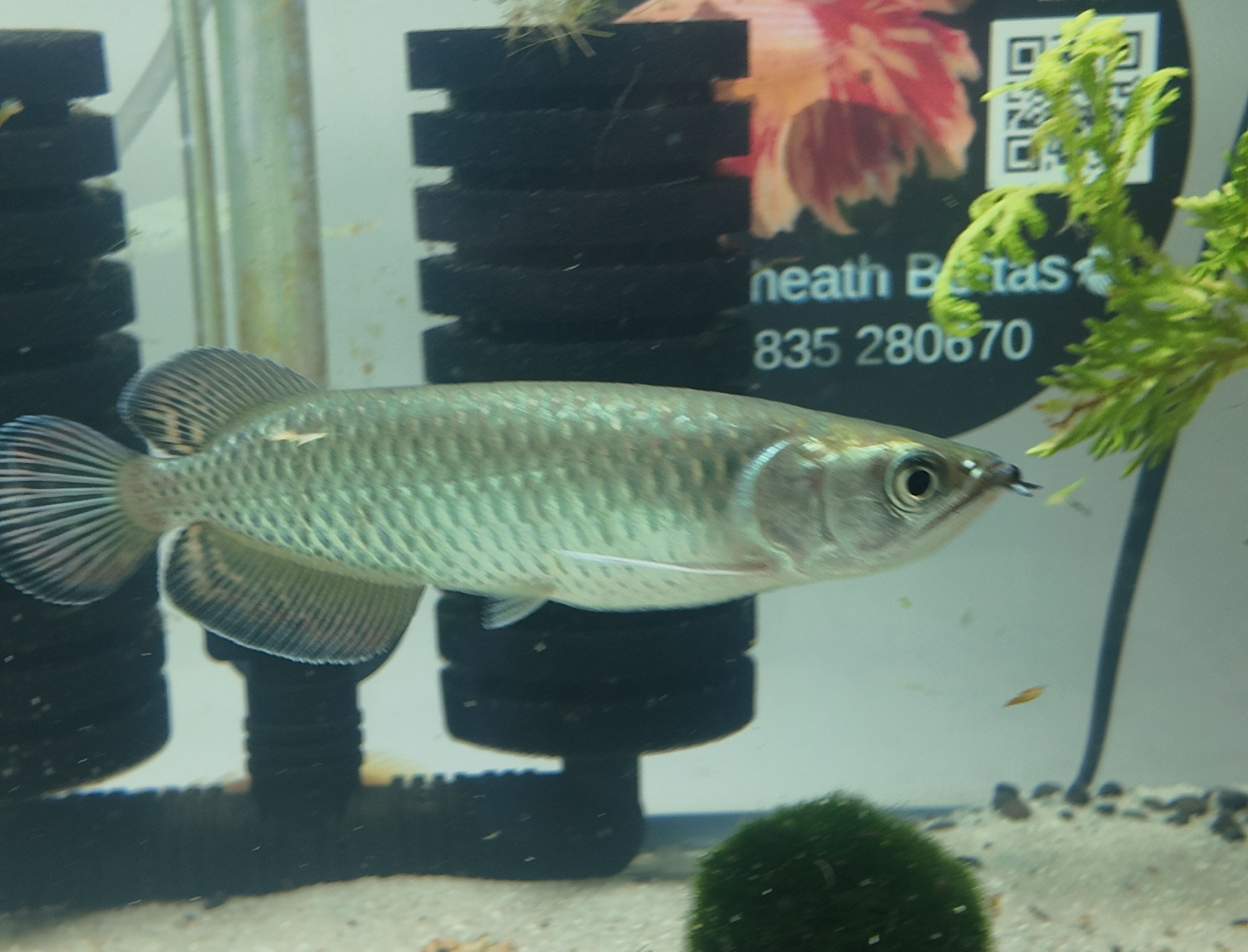 Pearl Jardini Arowana #3