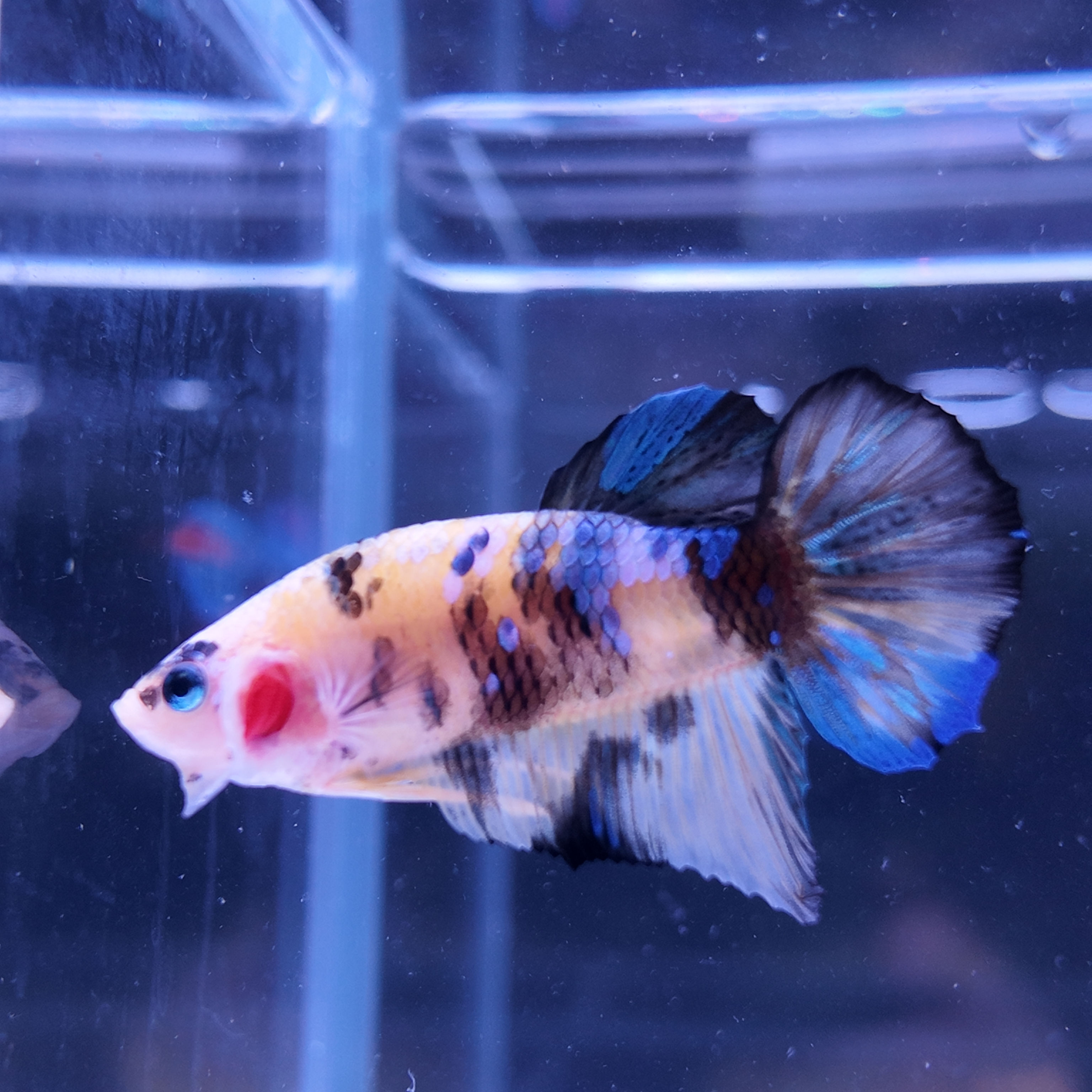 Yellow Koi Halfmoon Plakat Male #1