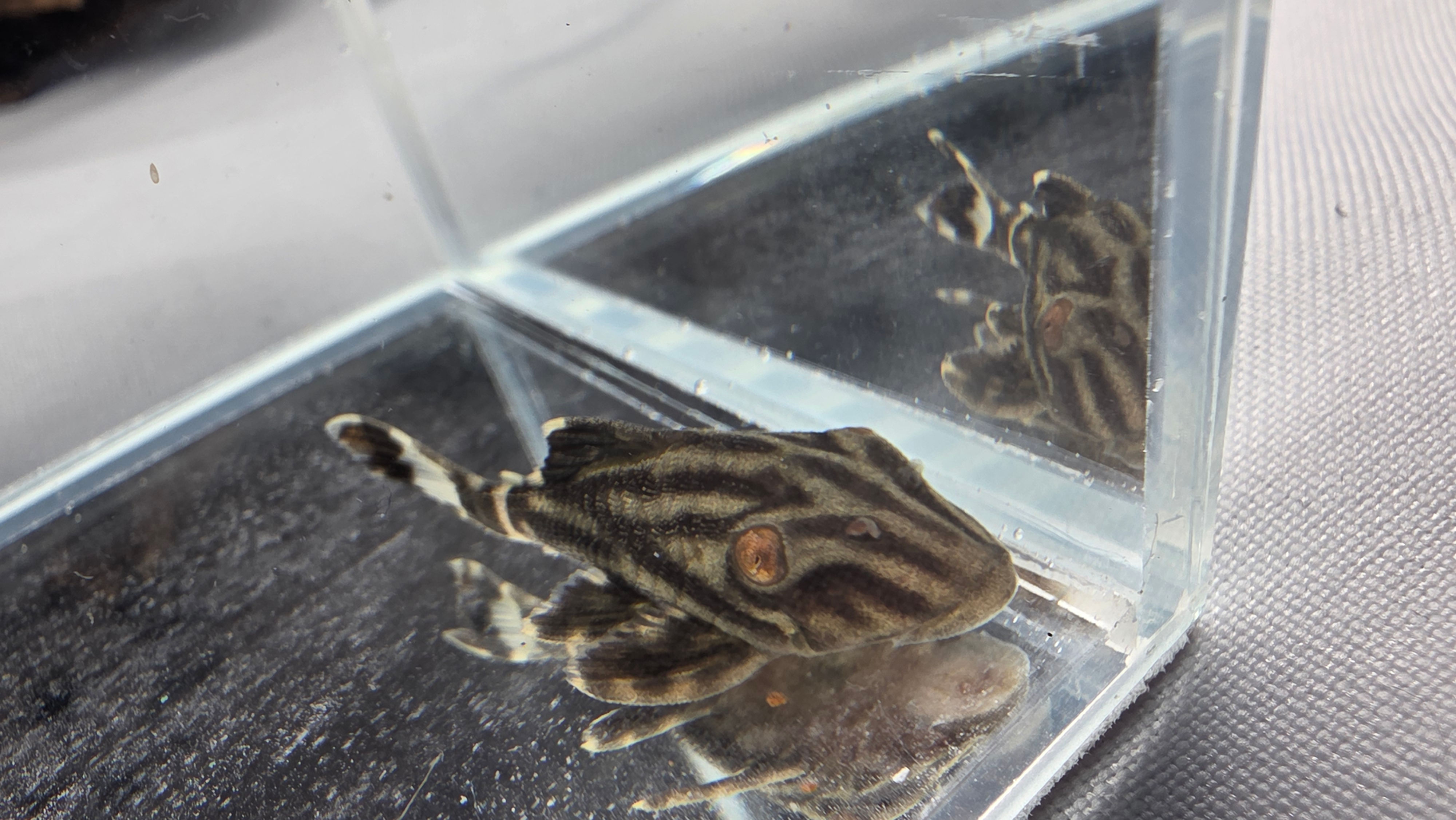Plecostomus Royal Panaque L190