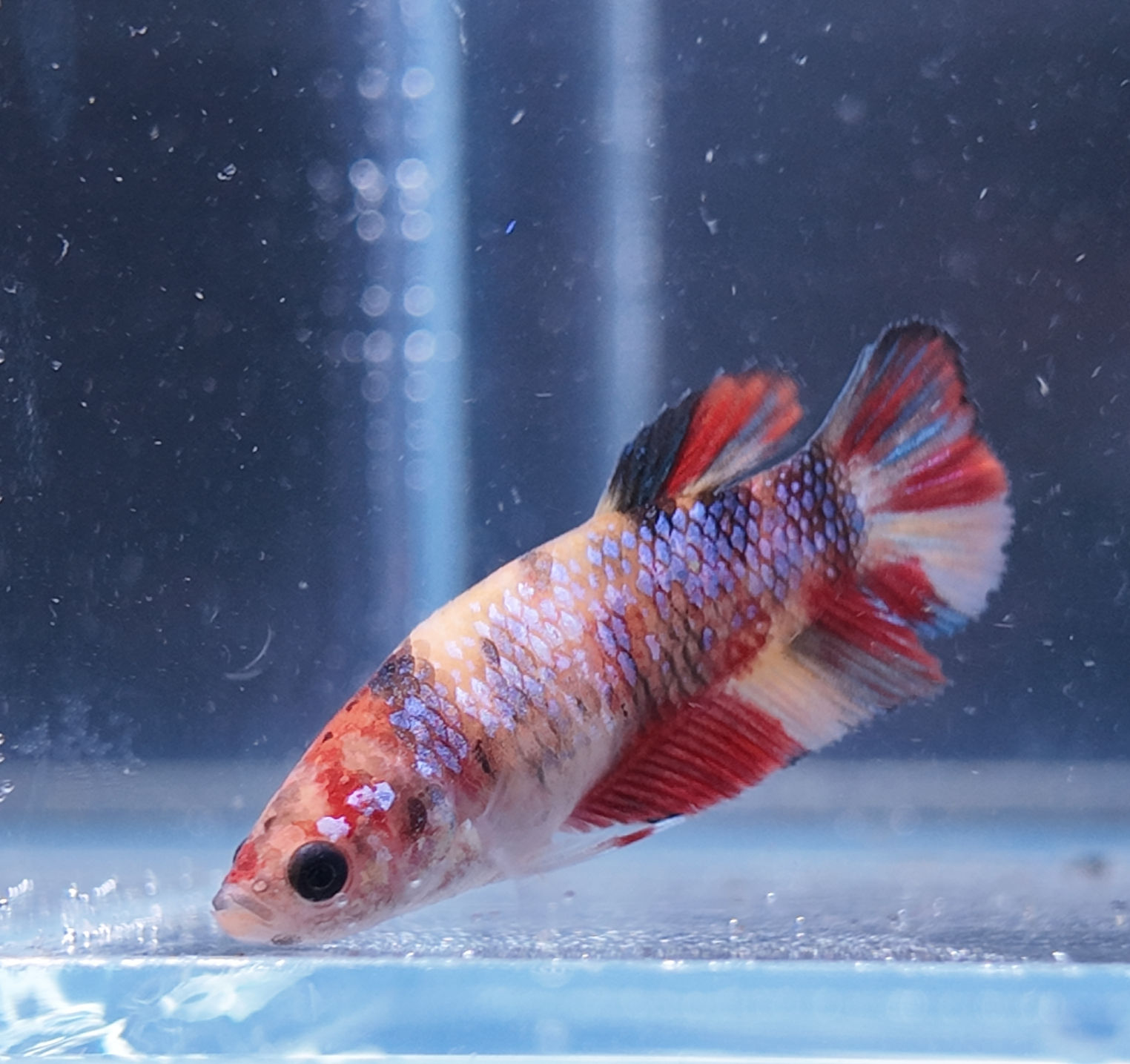 Koi Candy Plakat Female #14