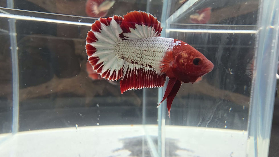Thumbnail: Red Cap Copper Fancy Halfmoon Plakat #1