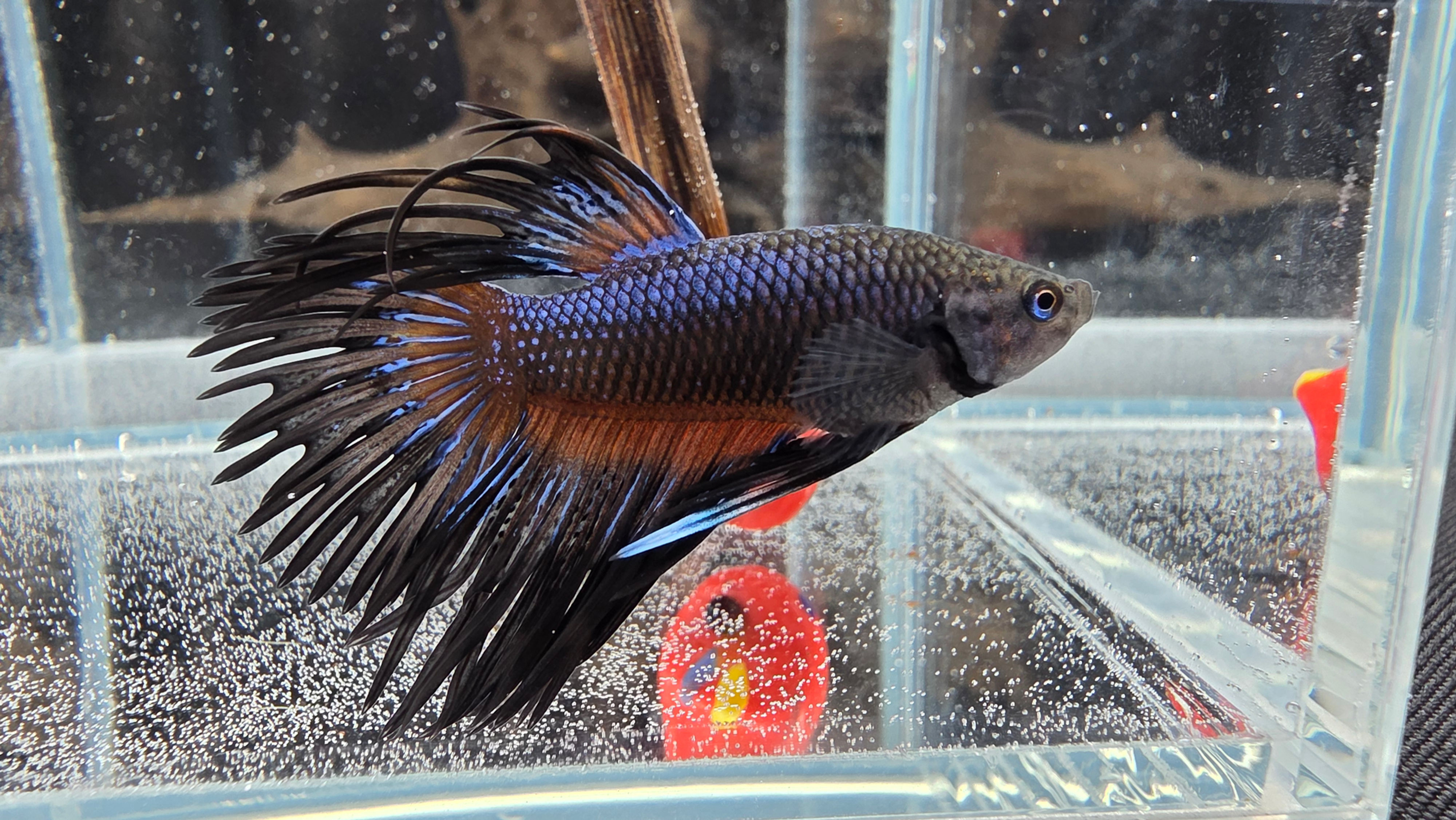 Black Orchid Crowntail Male #2