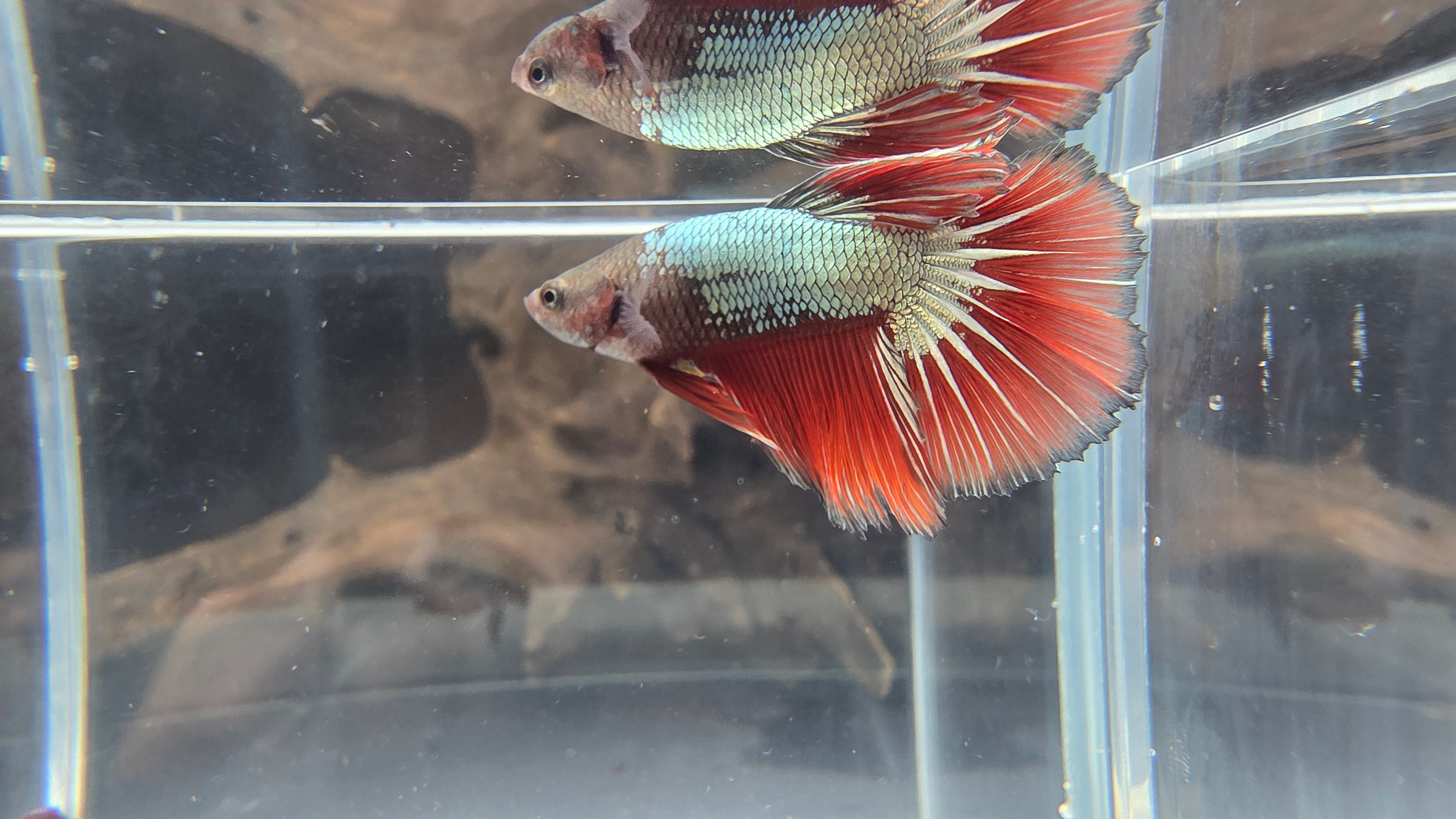 Red Samurai Super Delta Male #1