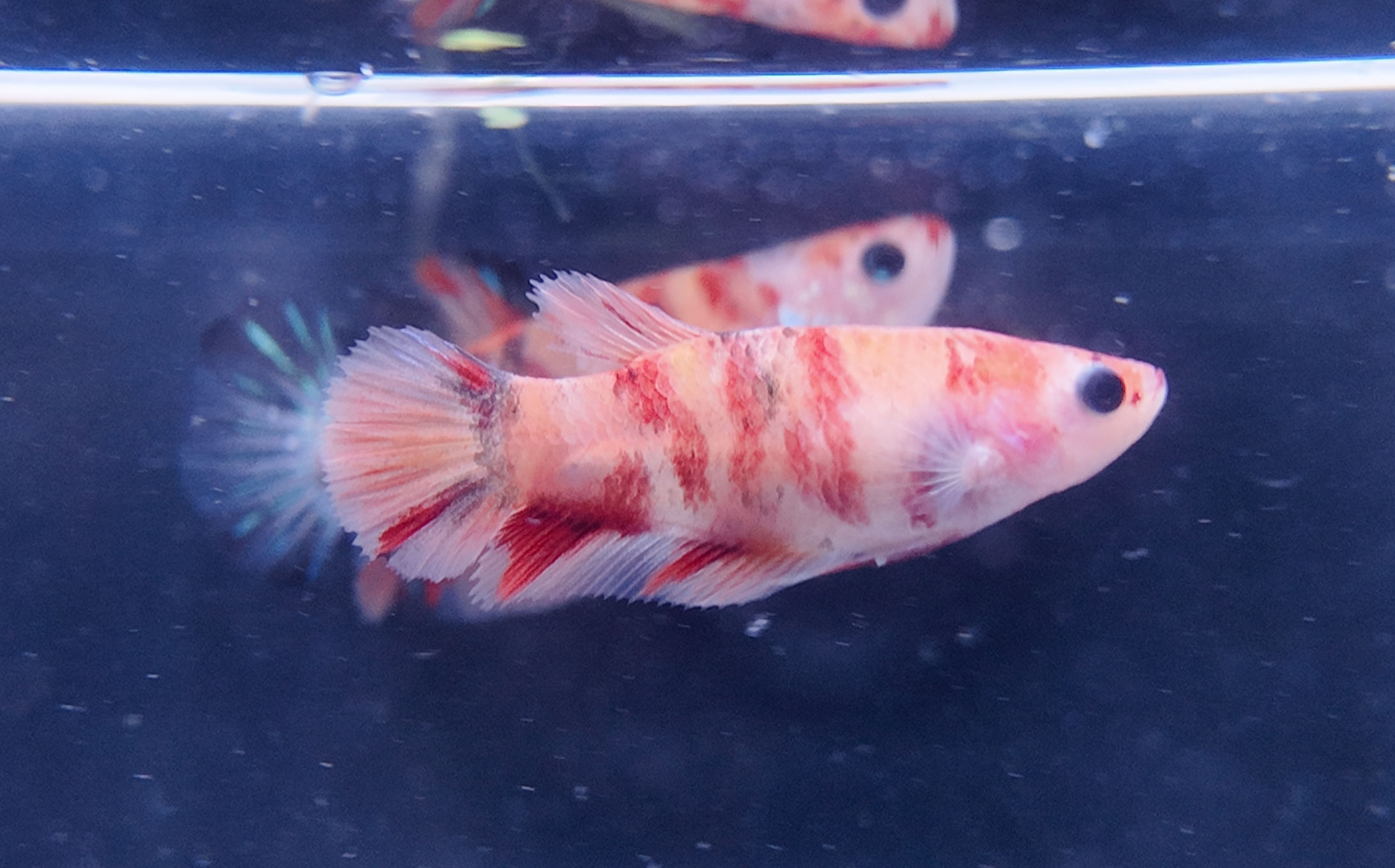 Koi Candy Plakat Female #10