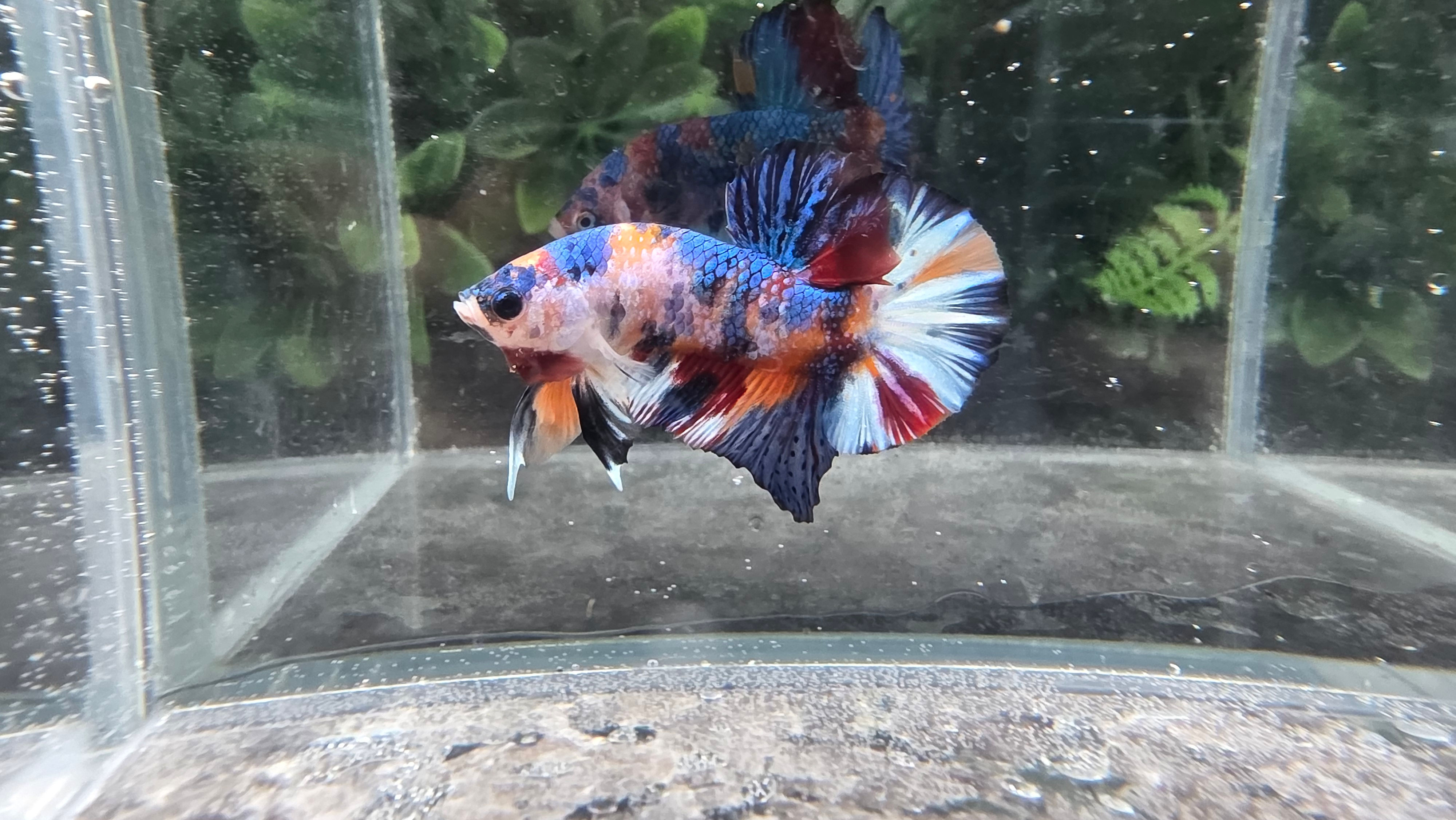 Koi Multicolour Plakat Male #1