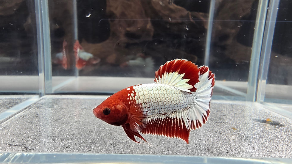 Thumbnail: Red Cap Copper Fancy Halfmoon Plakat #1