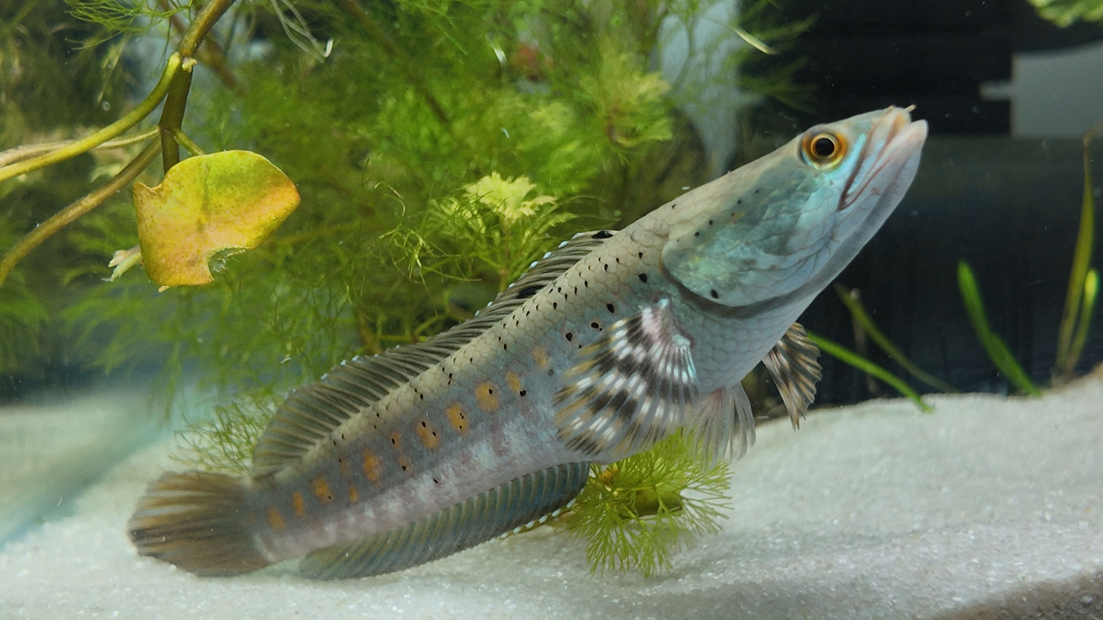 Peacock Snakehead #2