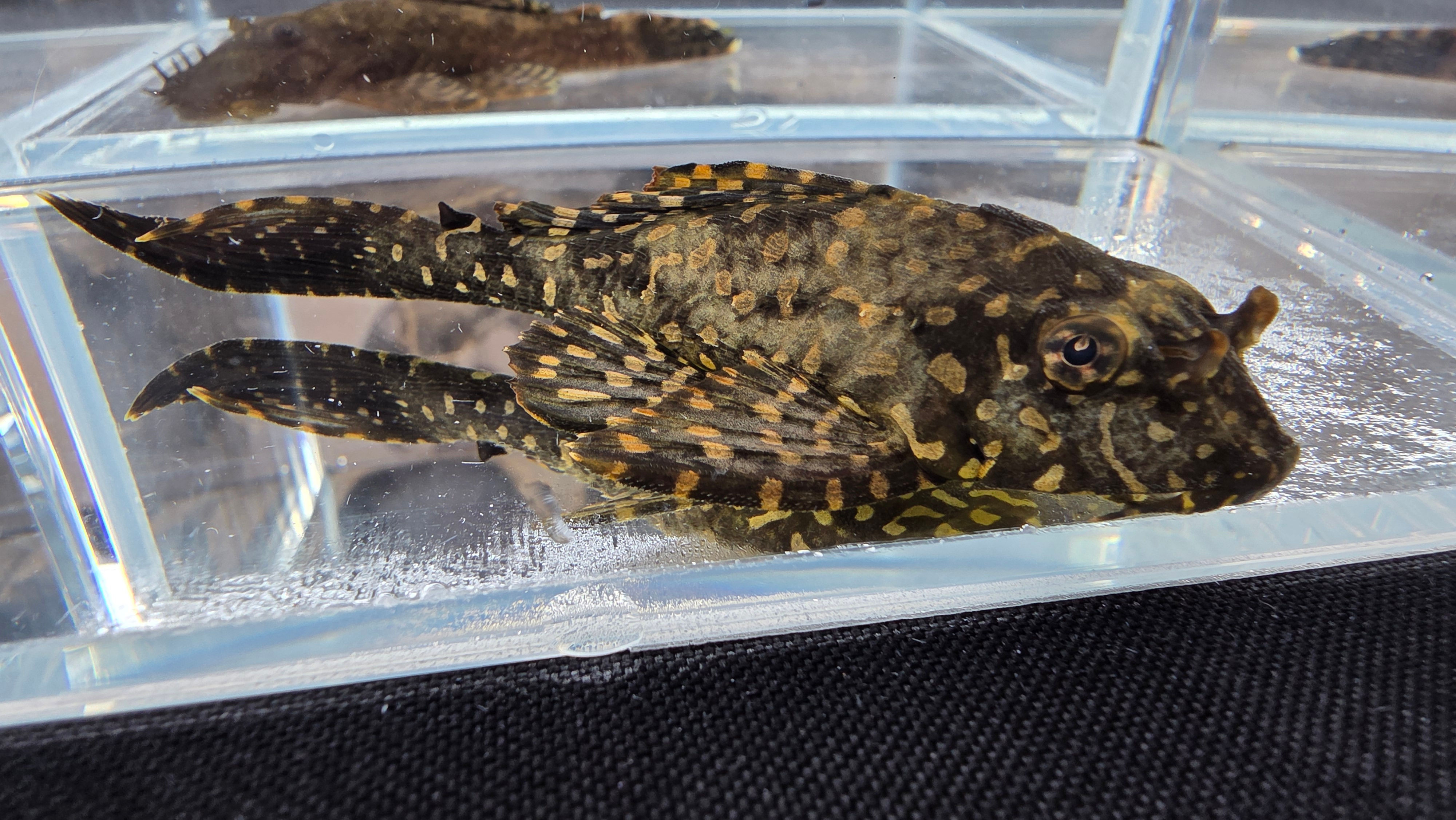 Leopard Dotted Plec L001