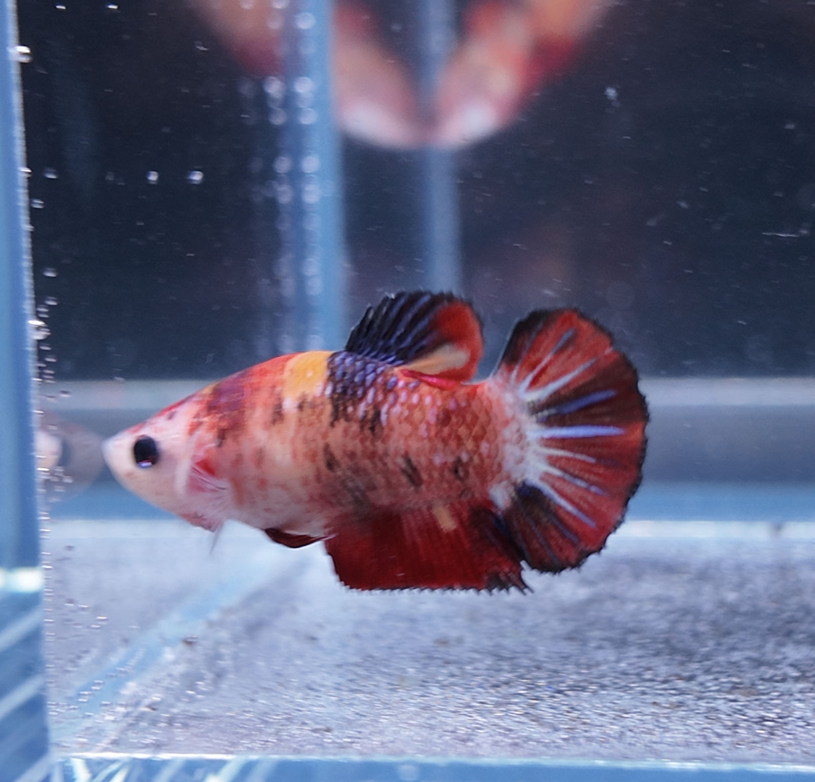 Koi Candy Plakat Female #8
