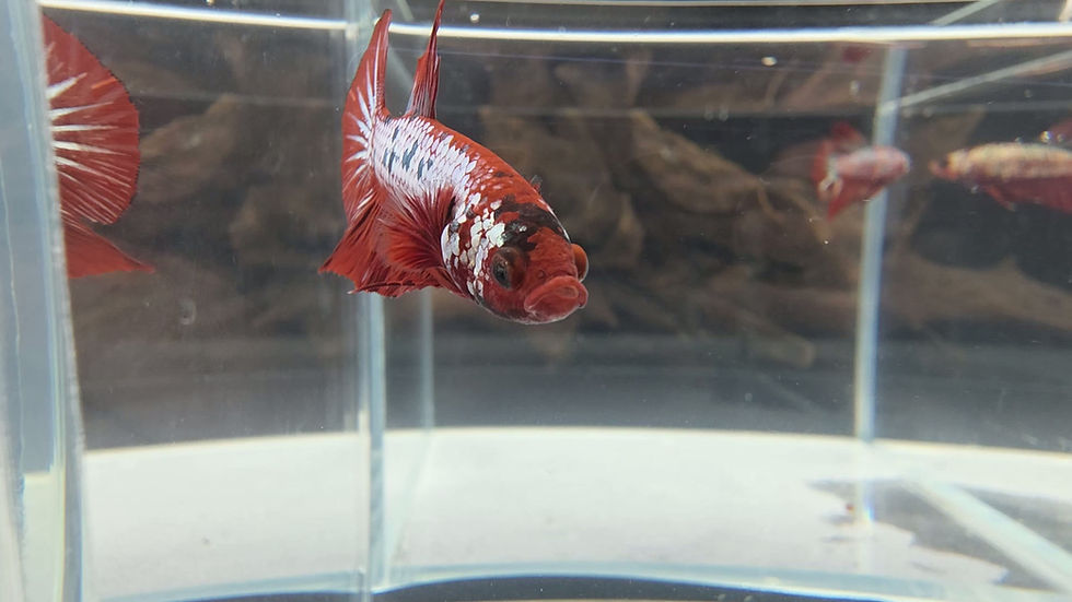 Thumbnail: Nemo Copper Halfmoon Plakat Male #2