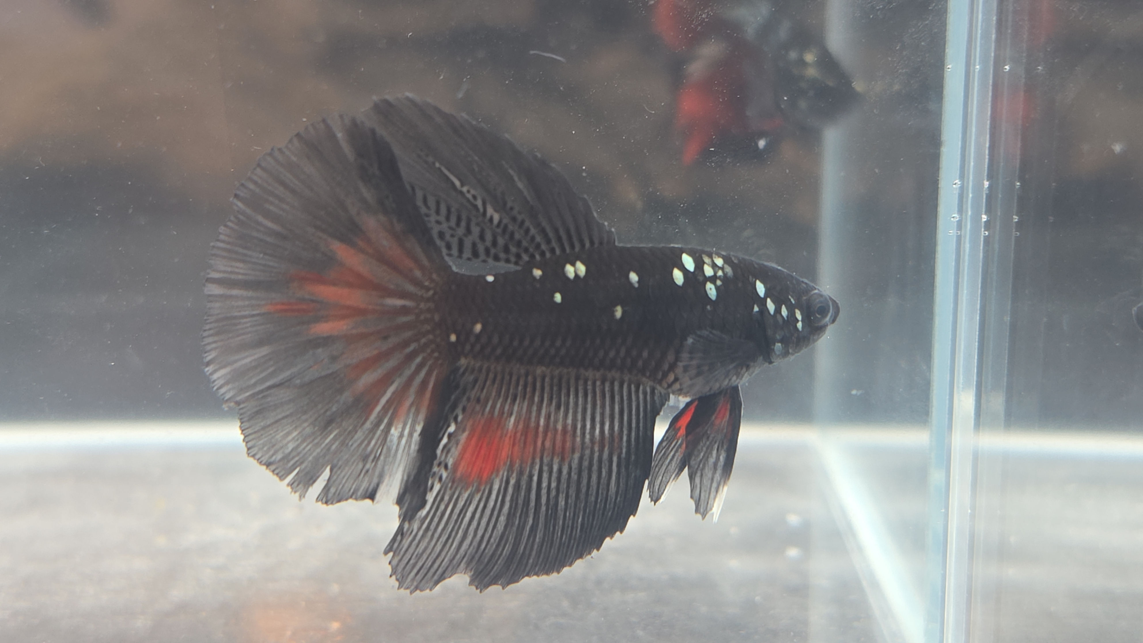 Copper Avatar Super Delta Male #2