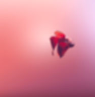 Pez rojo