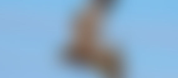 Vanhankaupunginlahden linturetki su 12.4.