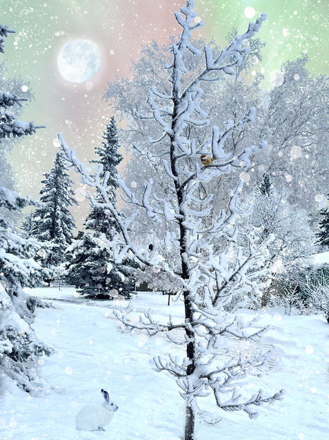 Slow scene with hoarfrost, oak tree, a full moon at Aurora, snowshoe hair beside the tree, a chick sitting on a branch.