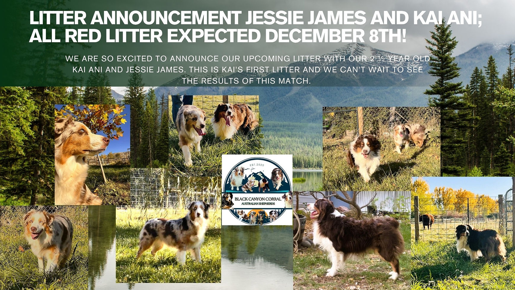 Kai Ani and Jessie James Litter due December 8th, 2025