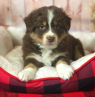 Top Gun Maverick previously was known just as "Yellow Collar" before he was chosen for his future career as a professional