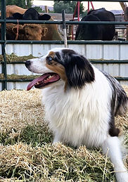 Wyatt on hay bale with cows behind him 6/15/24