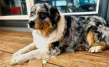 Blue relaxing. She is a very low key energy Australian Shepherd